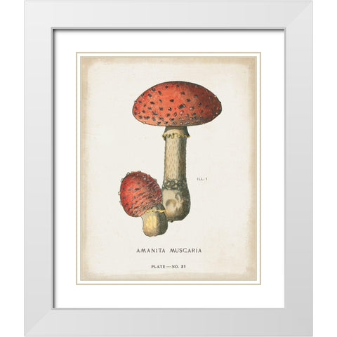 Mushroom Study I White Modern Wood Framed Art Print with Double Matting by Wild Apple Portfolio