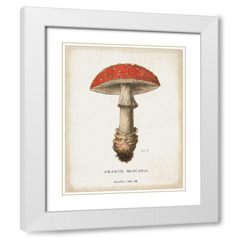 Mushroom Study II White Modern Wood Framed Art Print with Double Matting by Wild Apple Portfolio