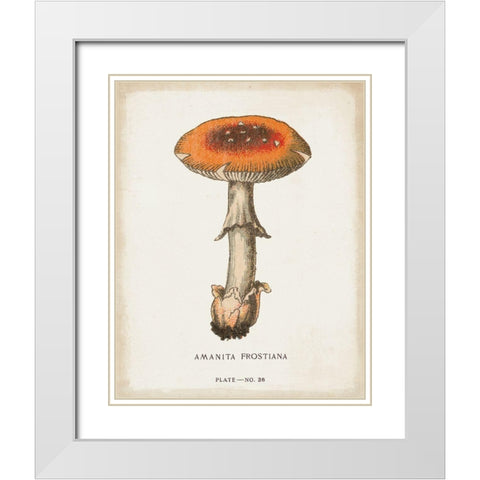 Mushroom Study III White Modern Wood Framed Art Print with Double Matting by Wild Apple Portfolio