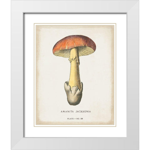 Mushroom Study IV White Modern Wood Framed Art Print with Double Matting by Wild Apple Portfolio