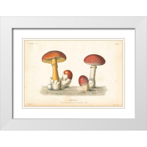 French Mushrooms I White Modern Wood Framed Art Print with Double Matting by Wild Apple Portfolio