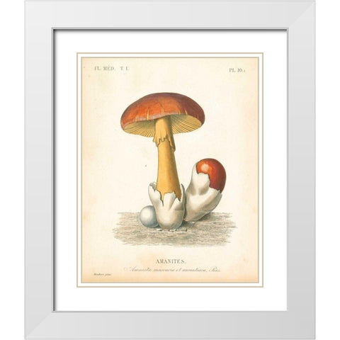 French Mushrooms II White Modern Wood Framed Art Print with Double Matting by Wild Apple Portfolio