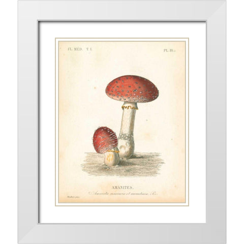 French Mushrooms III White Modern Wood Framed Art Print with Double Matting by Wild Apple Portfolio