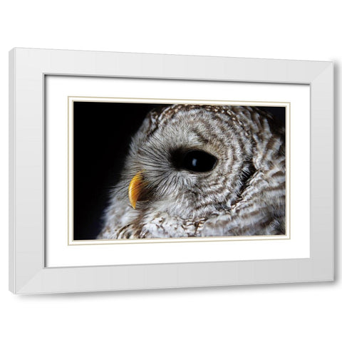 Barred Owl Portrait White Modern Wood Framed Art Print with Double Matting by Larson, Nathan