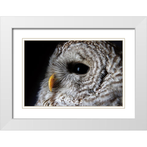 Barred Owl Portrait White Modern Wood Framed Art Print with Double Matting by Larson, Nathan