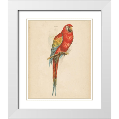 Parrot Study White Modern Wood Framed Art Print with Double Matting by Wild Apple Portfolio