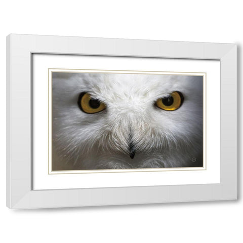 Snowy Owl Stare White Modern Wood Framed Art Print with Double Matting by Larson, Nathan