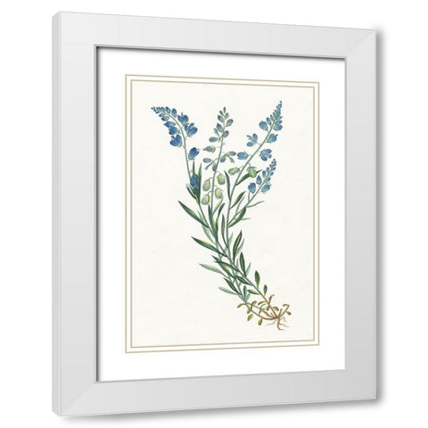 Polygala on White White Modern Wood Framed Art Print with Double Matting by Wild Apple Portfolio
