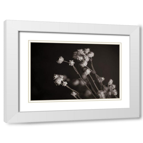 Daisy Study White Modern Wood Framed Art Print with Double Matting by Larson, Nathan