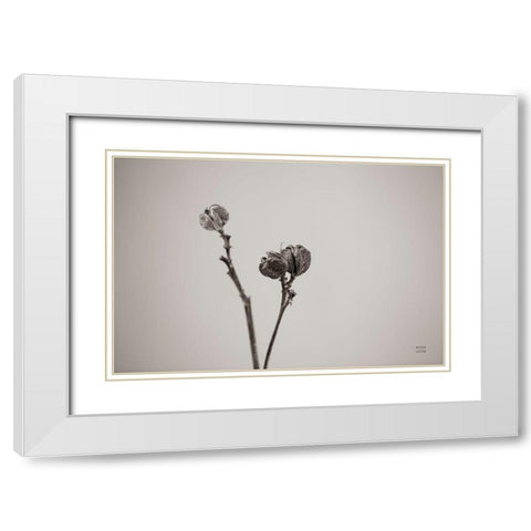 Daylily Pod Study White Modern Wood Framed Art Print with Double Matting by Larson, Nathan