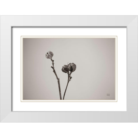 Daylily Pod Study White Modern Wood Framed Art Print with Double Matting by Larson, Nathan