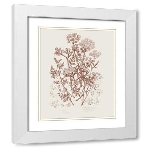 Flowering Plants IV Brown White Modern Wood Framed Art Print with Double Matting by Portfolio, Wild Apple