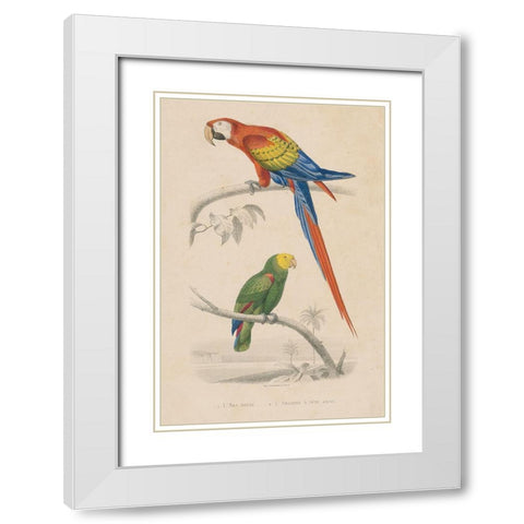 Parrot Study White Modern Wood Framed Art Print with Double Matting by Wild Apple Portfolio