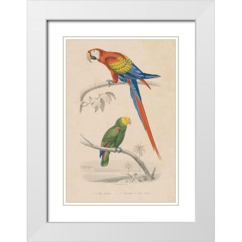 Parrot Study White Modern Wood Framed Art Print with Double Matting by Wild Apple Portfolio