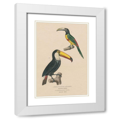 Toucan Study White Modern Wood Framed Art Print with Double Matting by Wild Apple Portfolio