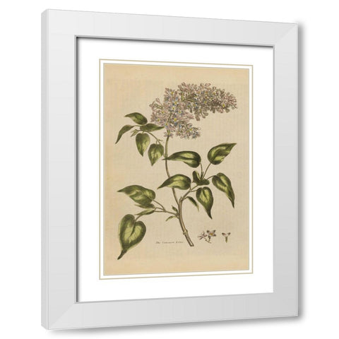 Herbal Botanical I Crop II White Modern Wood Framed Art Print with Double Matting by Wild Apple Portfolio