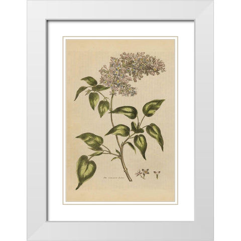 Herbal Botanical I Crop II White Modern Wood Framed Art Print with Double Matting by Wild Apple Portfolio