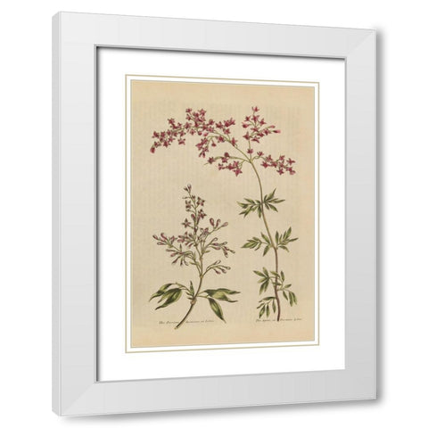 Herbal Botanical I Crop III White Modern Wood Framed Art Print with Double Matting by Wild Apple Portfolio