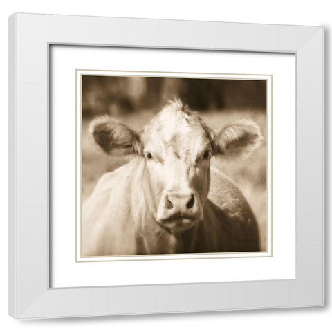 Pasture Cow Sepia Sq White Modern Wood Framed Art Print with Double Matting by Van Swearingen, Debra