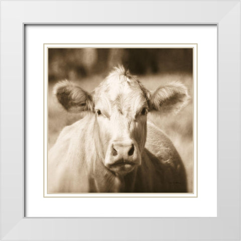 Pasture Cow Sepia Sq White Modern Wood Framed Art Print with Double Matting by Van Swearingen, Debra