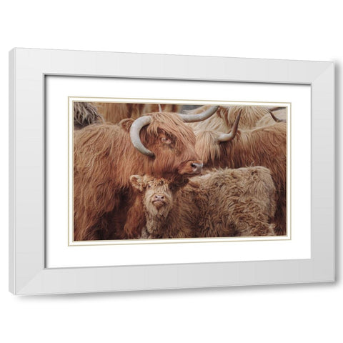 Highland Cow Under Cover White Modern Wood Framed Art Print with Double Matting by Larson, Nathan