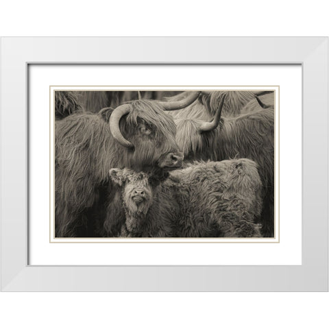 Highland Cow Under Cover Neutral White Modern Wood Framed Art Print with Double Matting by Larson, Nathan