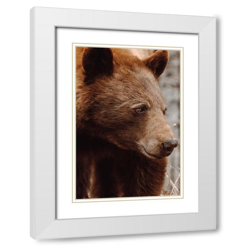 Bear Profile I White Modern Wood Framed Art Print with Double Matting by Larson, Nathan