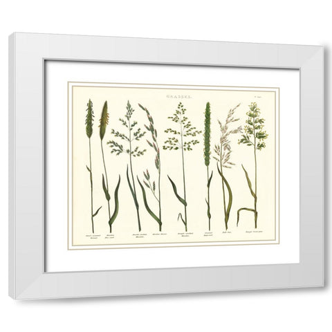 Herbal Botanical VII Ivory White Modern Wood Framed Art Print with Double Matting by Wild Apple Portfolio