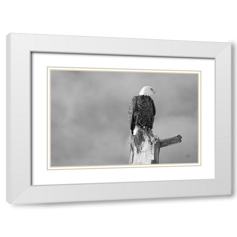 Eagle Perch BW White Modern Wood Framed Art Print with Double Matting by Larson, Nathan