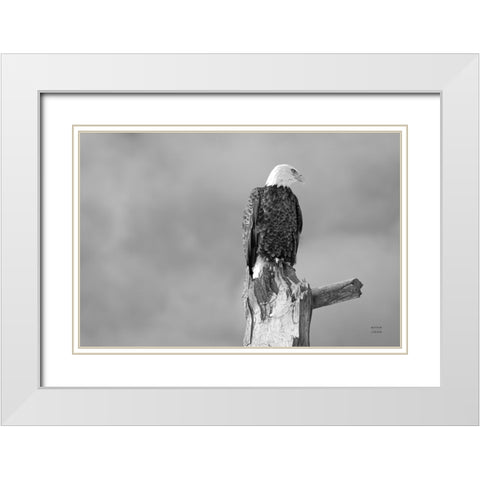 Eagle Perch BW White Modern Wood Framed Art Print with Double Matting by Larson, Nathan