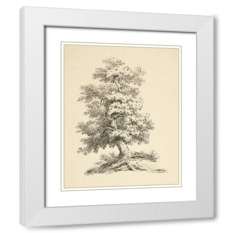 Tree Study II Dark White Modern Wood Framed Art Print with Double Matting by Wild Apple Portfolio