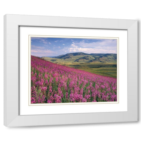 Lamar Valley White Modern Wood Framed Art Print with Double Matting by Majchrowicz, Alan