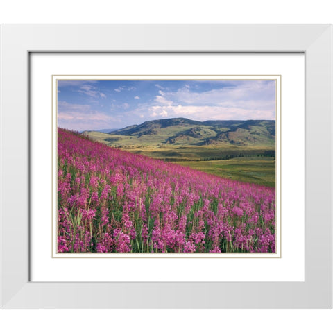 Lamar Valley White Modern Wood Framed Art Print with Double Matting by Majchrowicz, Alan