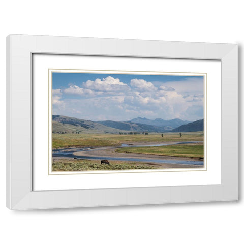 Lamar Valley Bison White Modern Wood Framed Art Print with Double Matting by Majchrowicz, Alan