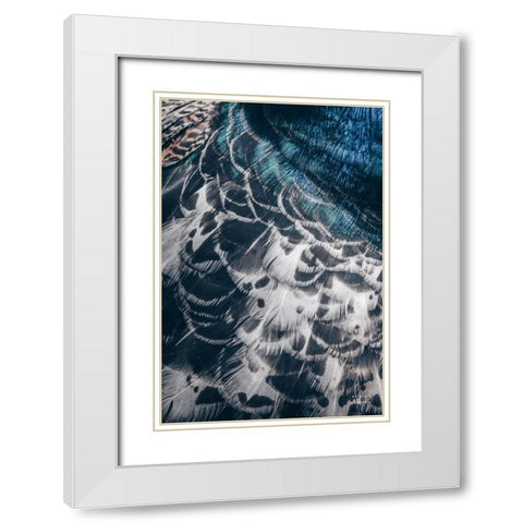 Peacock Study I White Modern Wood Framed Art Print with Double Matting by Larson, Nathan