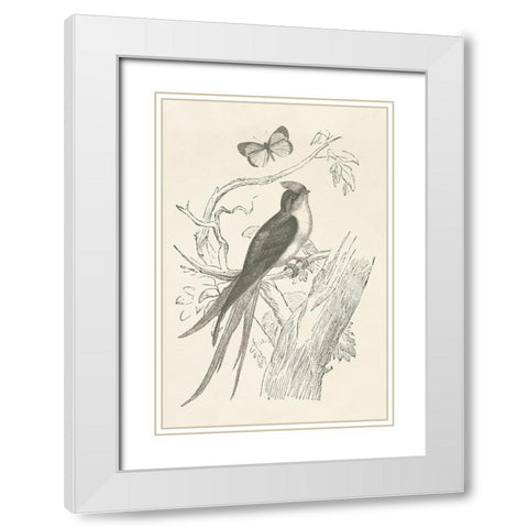 French Bird Etching White Modern Wood Framed Art Print with Double Matting by Wild Apple Portfolio