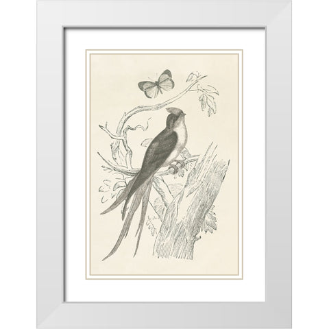 French Bird Etching White Modern Wood Framed Art Print with Double Matting by Wild Apple Portfolio