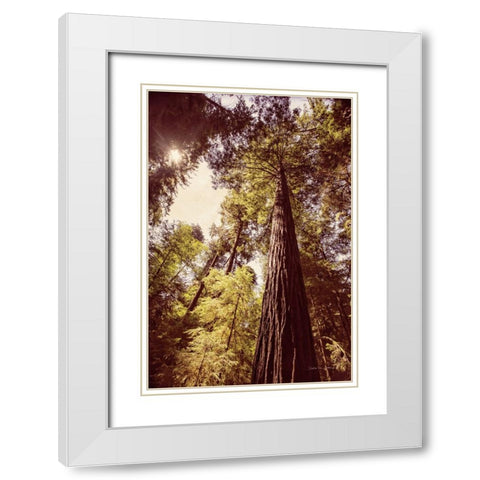 Redwoods 1 White Modern Wood Framed Art Print with Double Matting by Van Swearingen, Debra