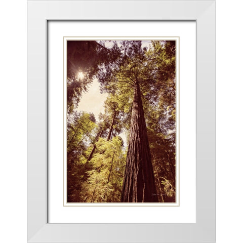 Redwoods 1 White Modern Wood Framed Art Print with Double Matting by Van Swearingen, Debra