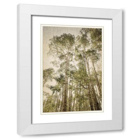 Towering Aspens 2 White Modern Wood Framed Art Print with Double Matting by Van Swearingen, Debra