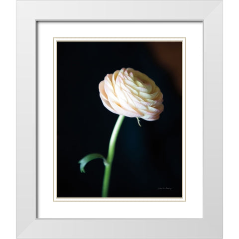 Single Ranunculus I White Modern Wood Framed Art Print with Double Matting by Van Swearingen, Debra