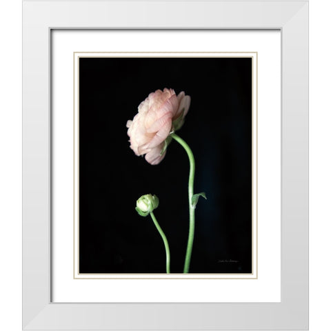 Single Ranunculus II White Modern Wood Framed Art Print with Double Matting by Van Swearingen, Debra