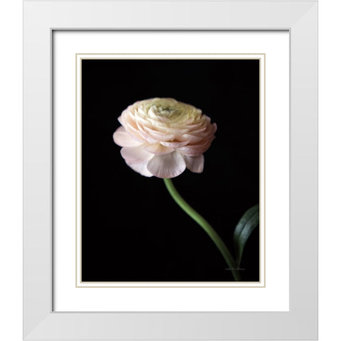 Single Ranunculus III White Modern Wood Framed Art Print with Double Matting by Van Swearingen, Debra