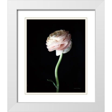 Single Ranunculus IV White Modern Wood Framed Art Print with Double Matting by Van Swearingen, Debra