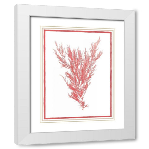 Sea Things II White Modern Wood Framed Art Print with Double Matting by Chilton, Sarah E