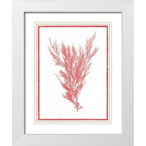 Sea Things II White Modern Wood Framed Art Print with Double Matting by Chilton, Sarah E
