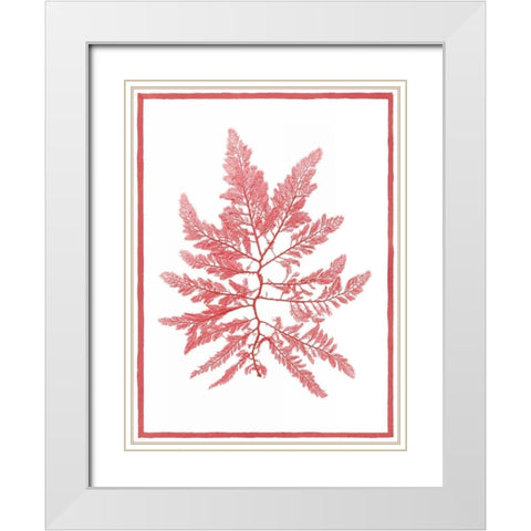 Sea Things III White Modern Wood Framed Art Print with Double Matting by Chilton, Sarah E