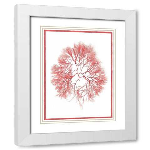 Sea Things IV White Modern Wood Framed Art Print with Double Matting by Chilton, Sarah E