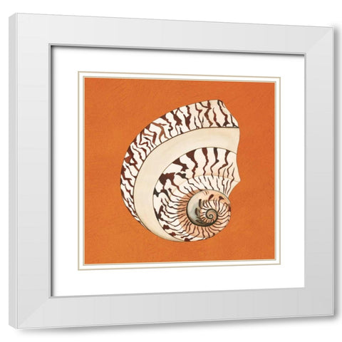 Cayman Quartet B White Modern Wood Framed Art Print with Double Matting by Shelby, Judy