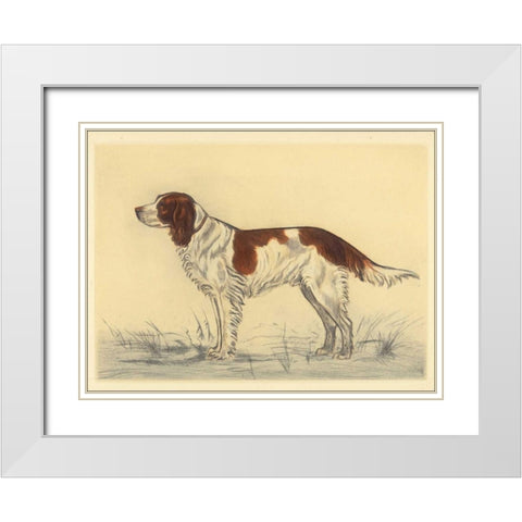 Hunting Dogs-Spaniel White Modern Wood Framed Art Print with Double Matting by Collot, Andres
